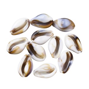 KOK264 Koraliki BOHO MORSKIE OCEAN muszle kauri muszelka 19mm 10szt