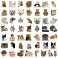 0fdc5a5ae0a888f419657b85d9eb13dc.png