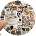272fa2e35752dcfc4f4c91c740bedaa1.png
